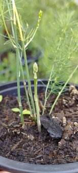 Byliny a trvalky - 7