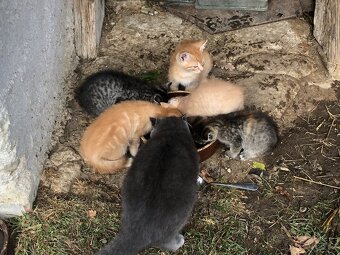 Darujeme koťata - 7