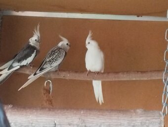 Korela chocholava - 7