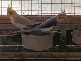 Prodej andulek a korel. - 7