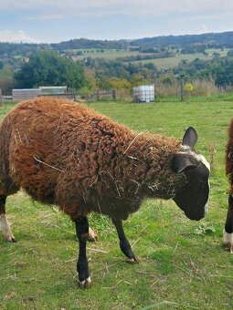 Beran zwartbles - 7
