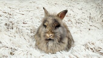 Zakrslý králík, králíček - HARRY - 7