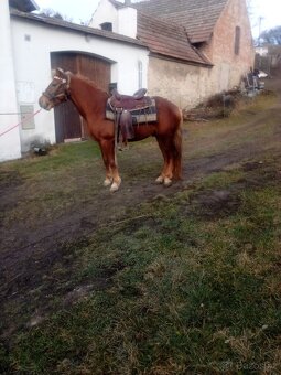Prodám valacha WPB - 7