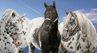 Klisničky Appaloosa k zamluvení - 7