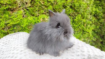Zakrslý králík, králíček - (TEDDY)-OLAF,OLIVER,OLINA - 7