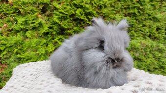 Zakrslý králík, králíček -(TEDDY)-OLINA A OLAF - 7