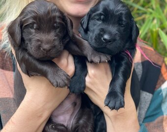 Flat coated retriever s PP - štěňátka černí pejsci - 7