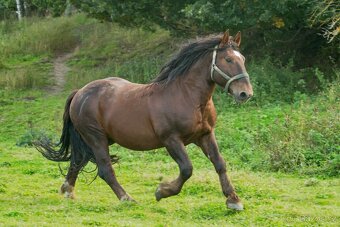 Slezský norik - připouštění - 7