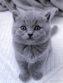 Britská modrá koťata krátkosrstá - 7