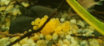Ancistrus sp. - 7