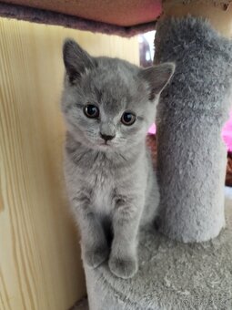Britská koťátka - 7