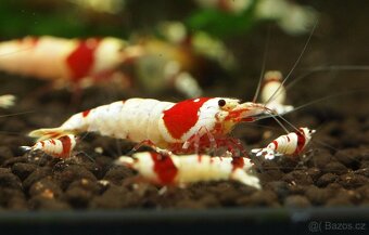 Krevetky Caridina různé druhy - 7