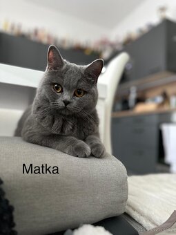 Britská koťáta - 7