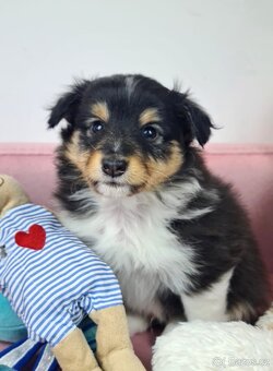 Sheltie Shetlandský ovčák - 7