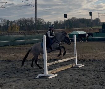 Polský pony - kobylka - 7