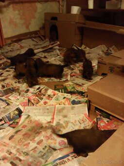 Prodám štěňátka jezevčíka dlouhosrstého standard - 7