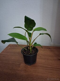 Pokojové rostliny 2 - 7