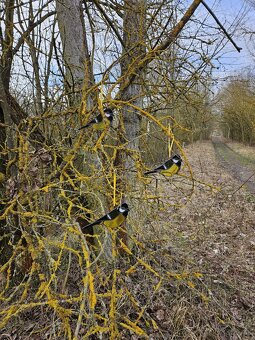 Sluneční Ptáček - 7