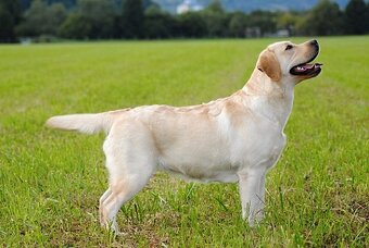 LABRADORSKÝ RETRÍVR- žlutá štěňátka s PP - 7