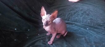Kanadský sphynx - 7