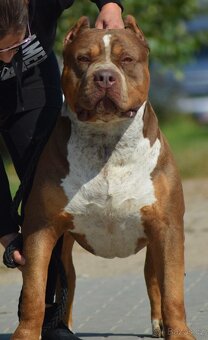 American Bully XL - 7