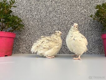 Prodej křepelek - 7