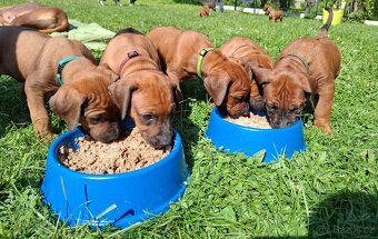 Rhodéský ridgeback - 7