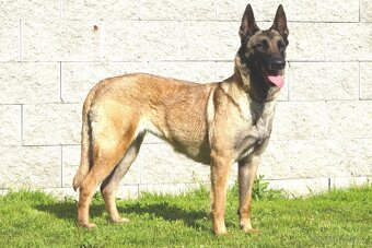 Malinoiska Naomi hledá domov - 7