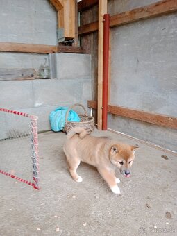 Shiba inu štěňata - 7