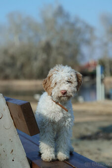 LAGOTTO ROMAGNOLO STENIATKO s PP - 7