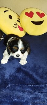 Cavalier king Španiel - 7