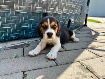 Beagle - 7