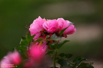 Canon EF-S 55-250 IS - 7