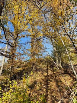 Prodám lesní pozemek na k. ú. Mikulovice u Jeseníka - 7