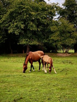Letošní hřebeček - 7