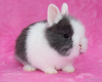 Zakrslý krátkouchý králíček WO sameček - 7