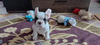 Francouzský buldoček - 7