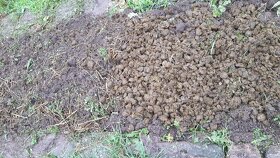 Kvalitní koňský hnůj - 7