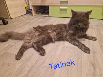 Mainská mývalí koťátka koťata kocourci MCO Maine Coon - 7