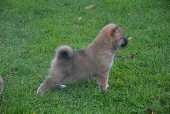 Shiba inu s průkazem původu - 7
