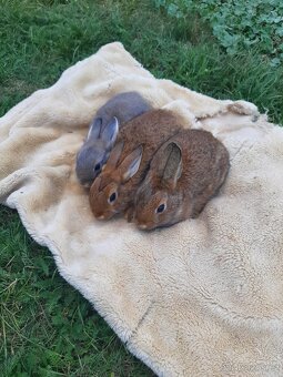 Kraličci zakrslí - 7