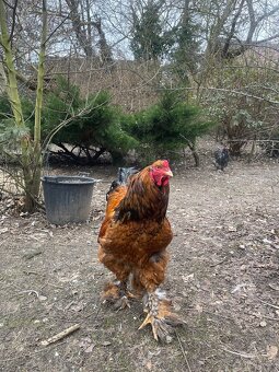 Brahmanky velká (porcelánová) - 7