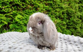 Zakrslý beránek, králíček, králík - ŇUFÍK - 7