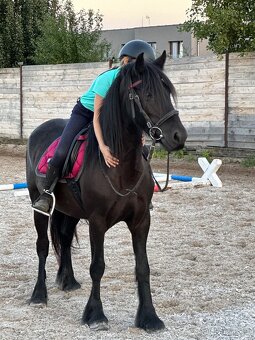 Fellský pony - 5 letá klisna - 7
