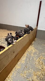 Americký stafordširský teriér - 7