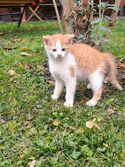 Zdravá & hravá KOŤÁTKA - 7