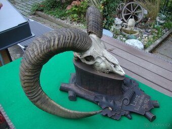 Starožitná Mufloní trofej Muflon 1912 medailové rozměry top - 7