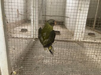 Alexandr rudohlavý - 7