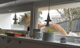 Akita Inu krytí - 7