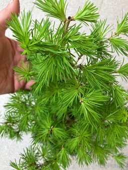 Bonsai, Bonsaj, jamadori, modřín - 7